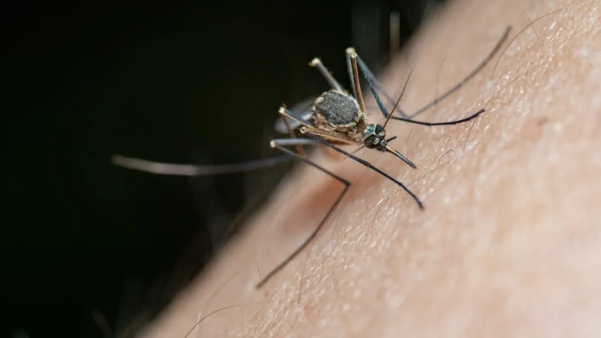 do male mosquitoes bite- India TV Hindi