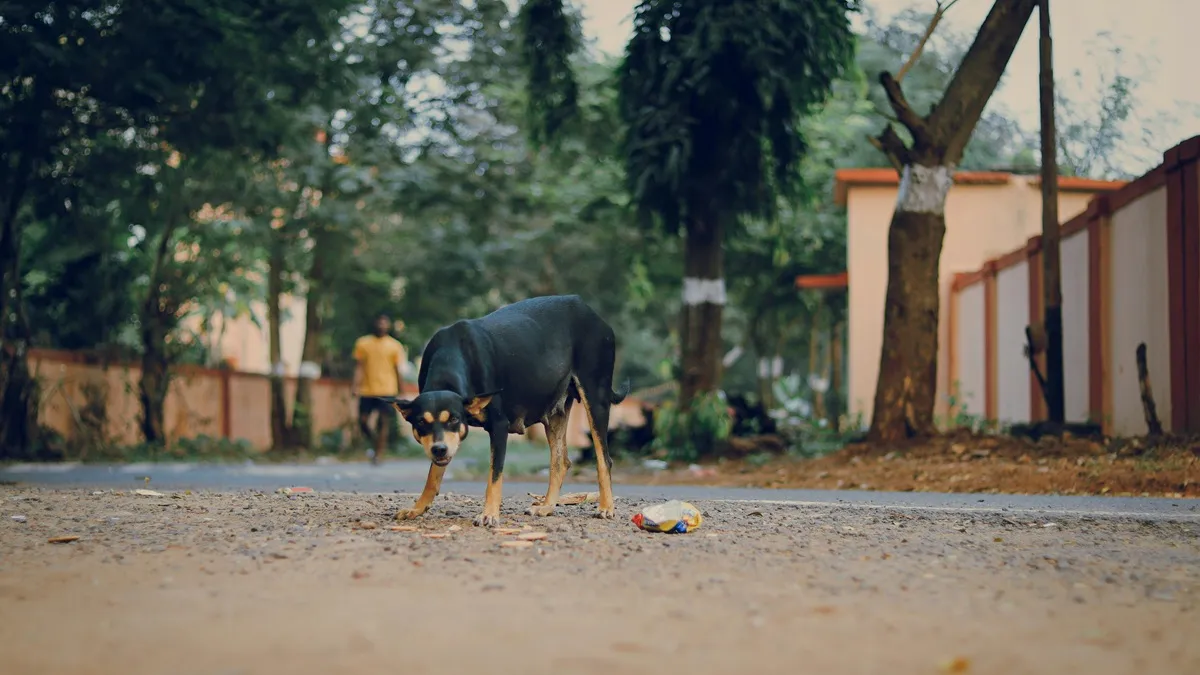 satna dog bite- India TV Hindi