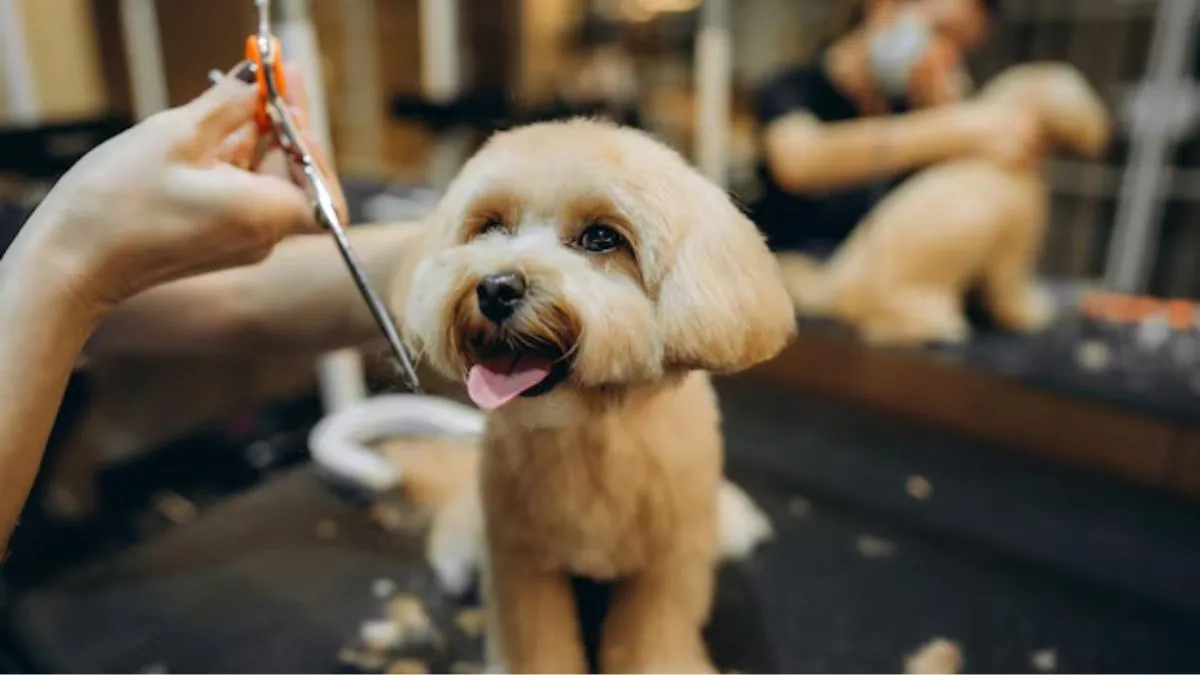 pet care, pet care products, pet care products on flipkart, pet care, pet parents, India Brand Equit- India TV Hindi
