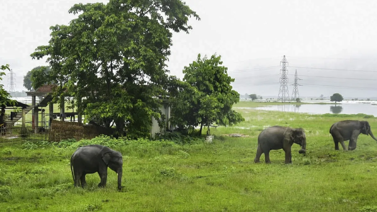 Elephant- India TV Hindi
