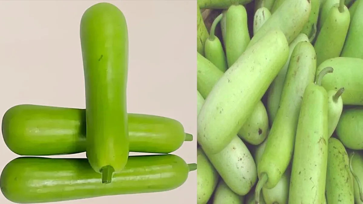 ताजा और बासी लौकी की पहचान- India TV Hindi