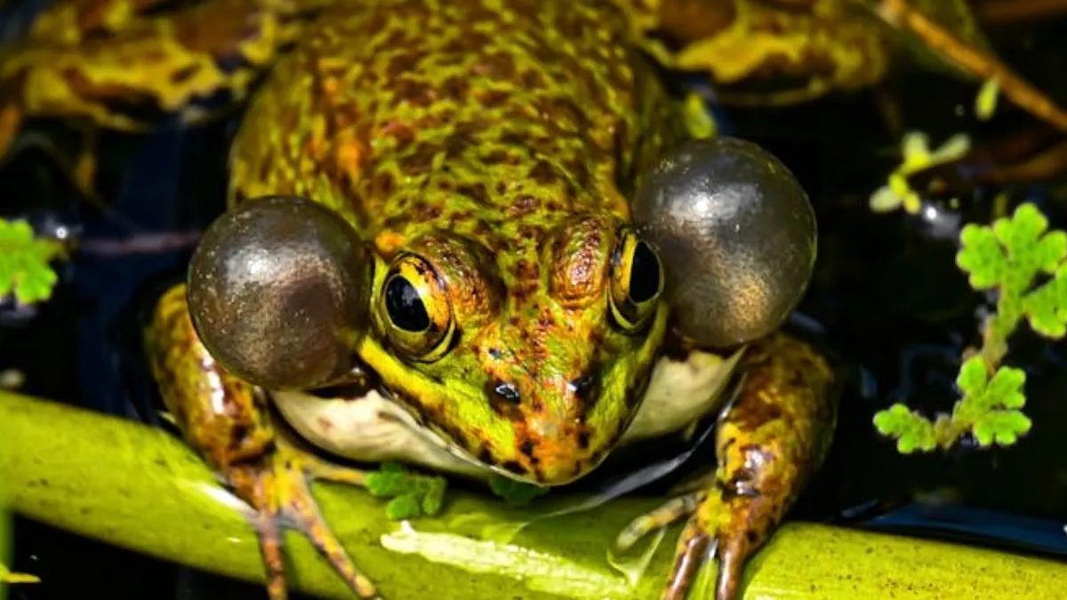 frog- India TV Hindi