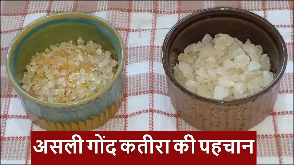 गोंद कतीरा की पहचान- India TV Hindi