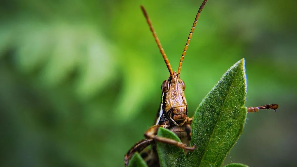 grasshopper ears- India TV Hindi