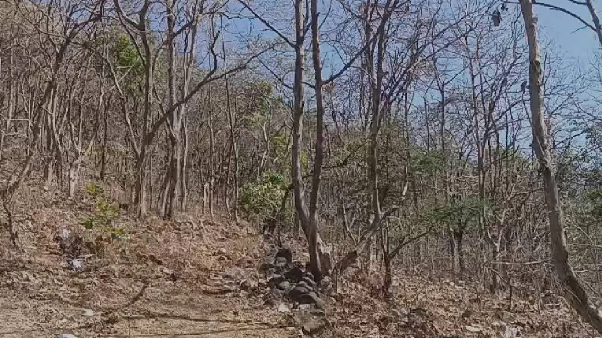 इसी जंगल में गैंगरेप हुआ- India TV Hindi