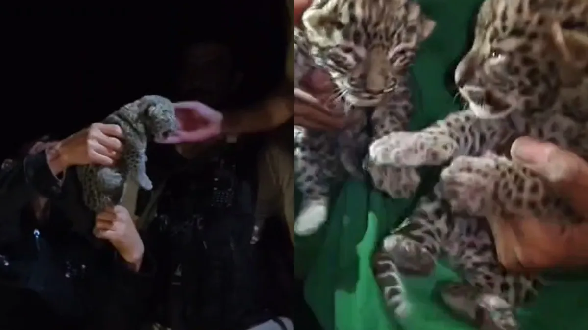 leapord- India TV Hindi