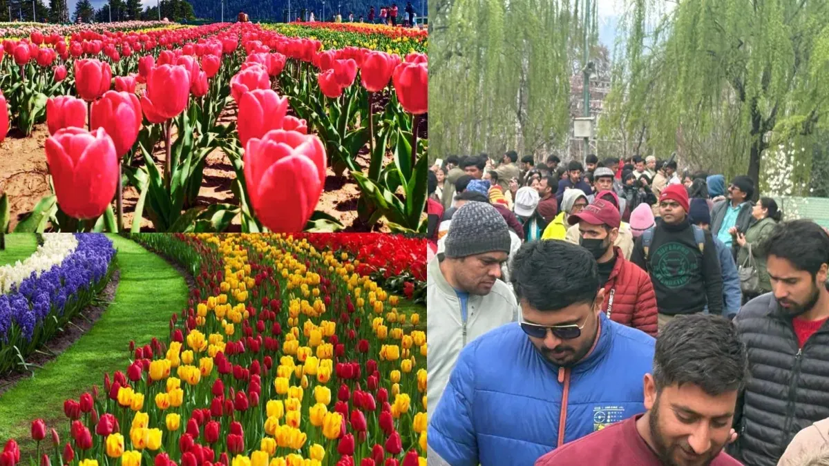 Jammu Kashmir Tulip Garden - India TV Hindi