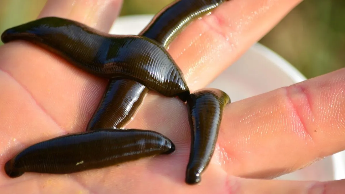 leech facts- India TV Hindi