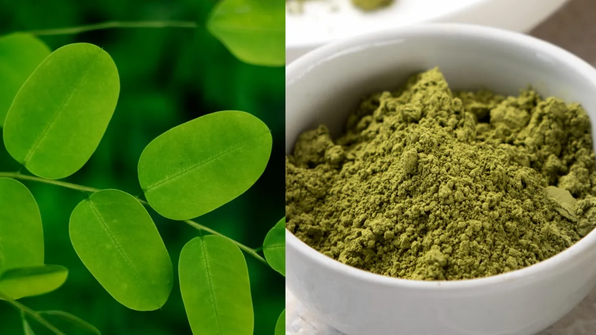 सहजन का पाउडर- India TV Hindi