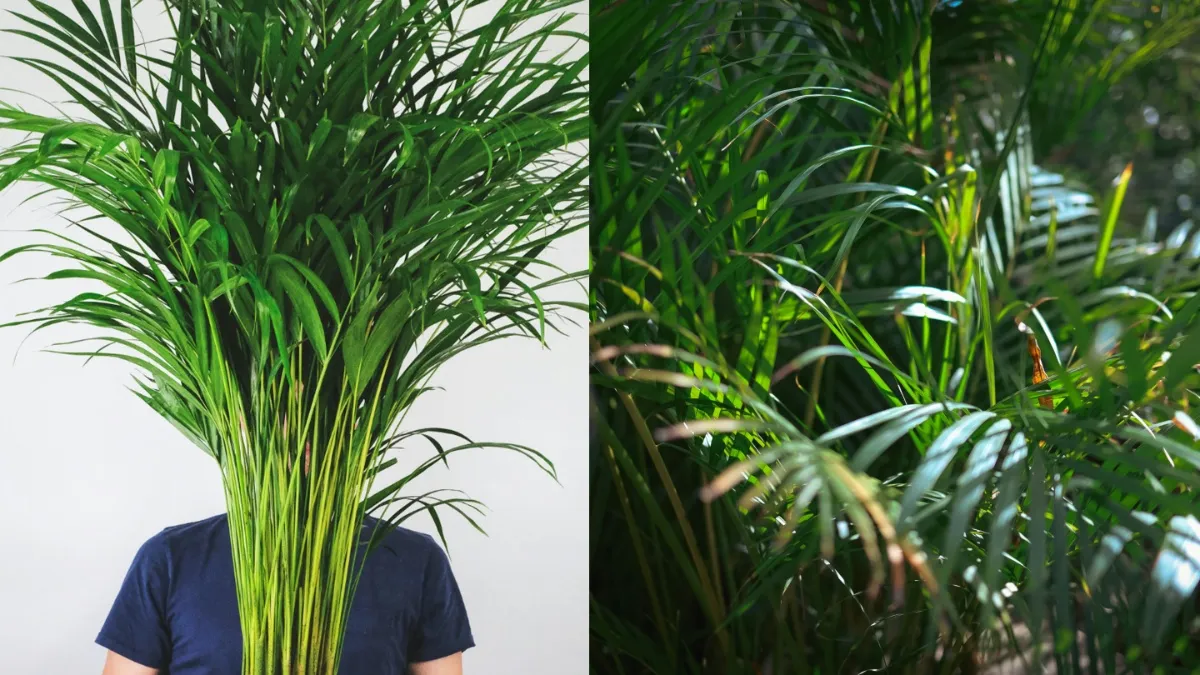 ऐरेका पाम- India TV Hindi