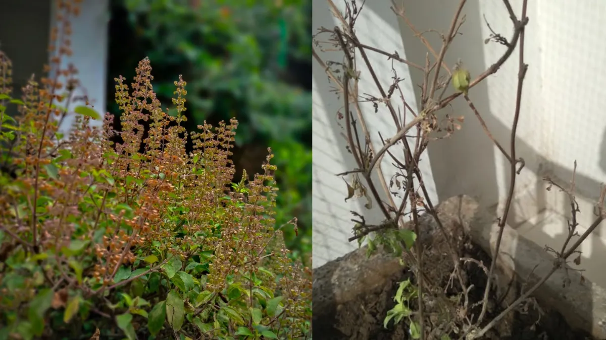 घर में तुलसी का पौधा कैसे हरा भरा रखें- India TV Hindi