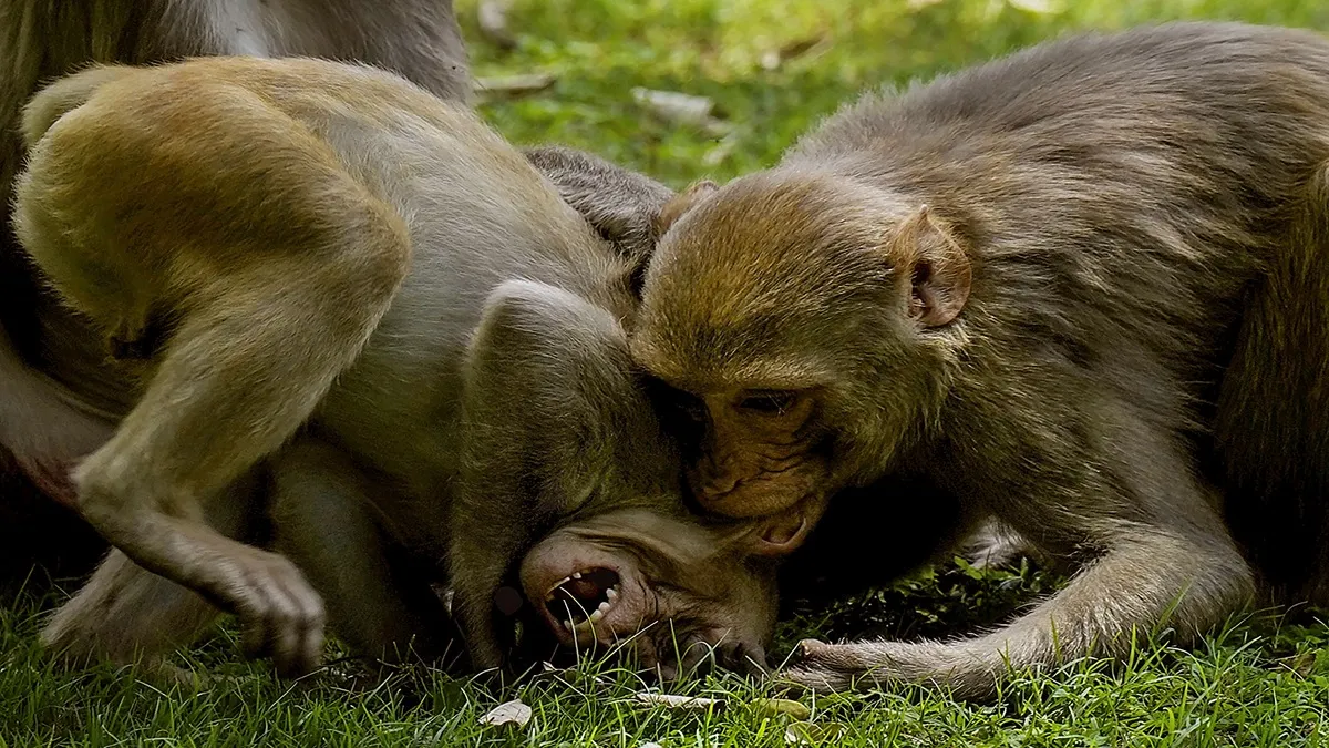 monkey- India TV Hindi