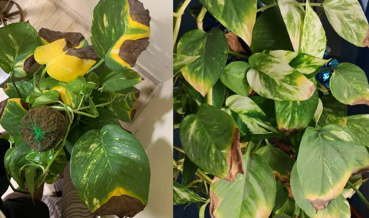 मनी प्लांट की पत्तियां क्यों जलने लगती हैं- India TV Hindi