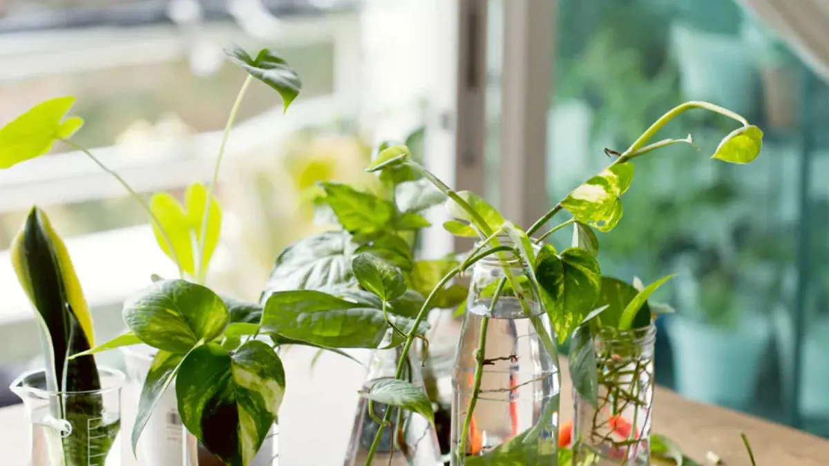 मनी प्लांट वास्तु टिप्स- India TV Hindi