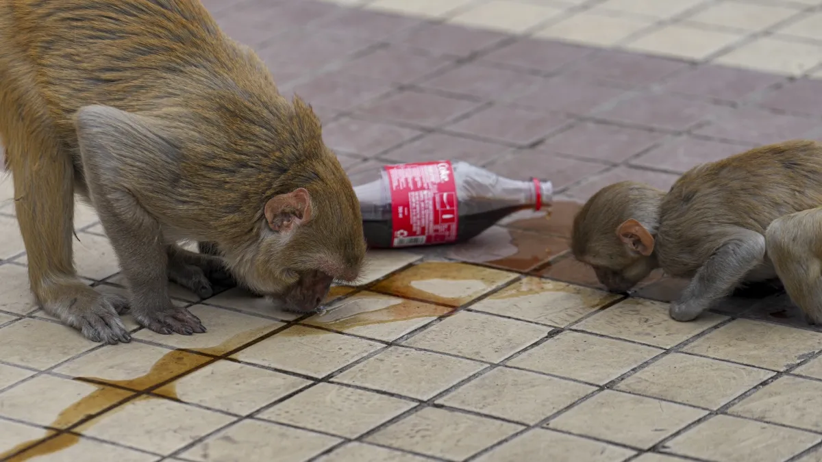 Monkey- India TV Hindi