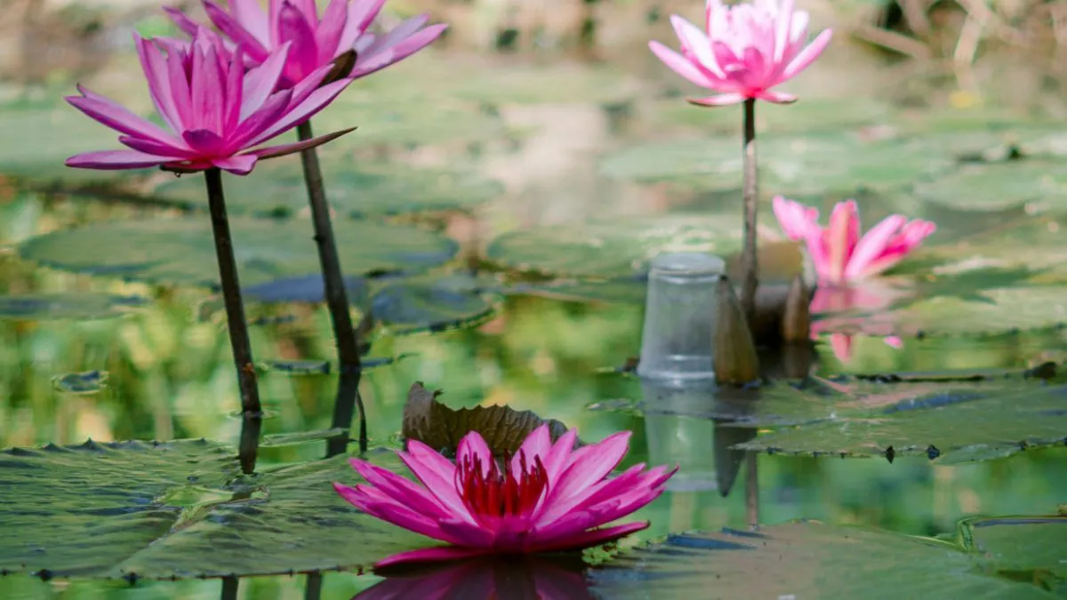 jabalpur thief hides- India TV Hindi