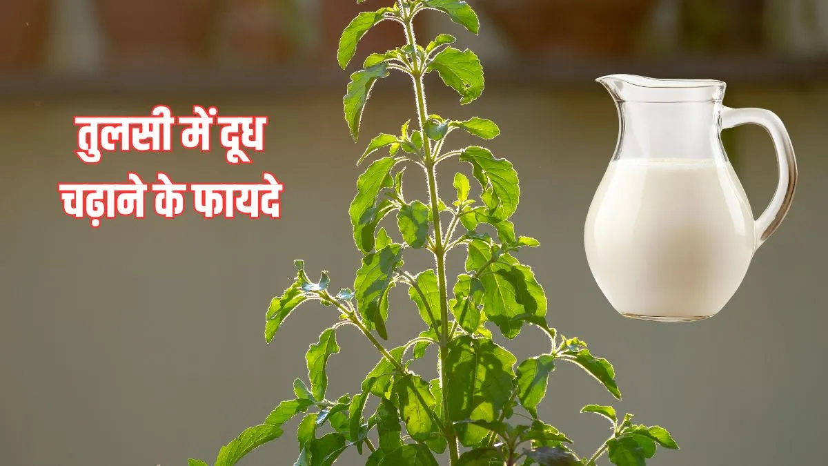 tulsi puja- India TV Hindi