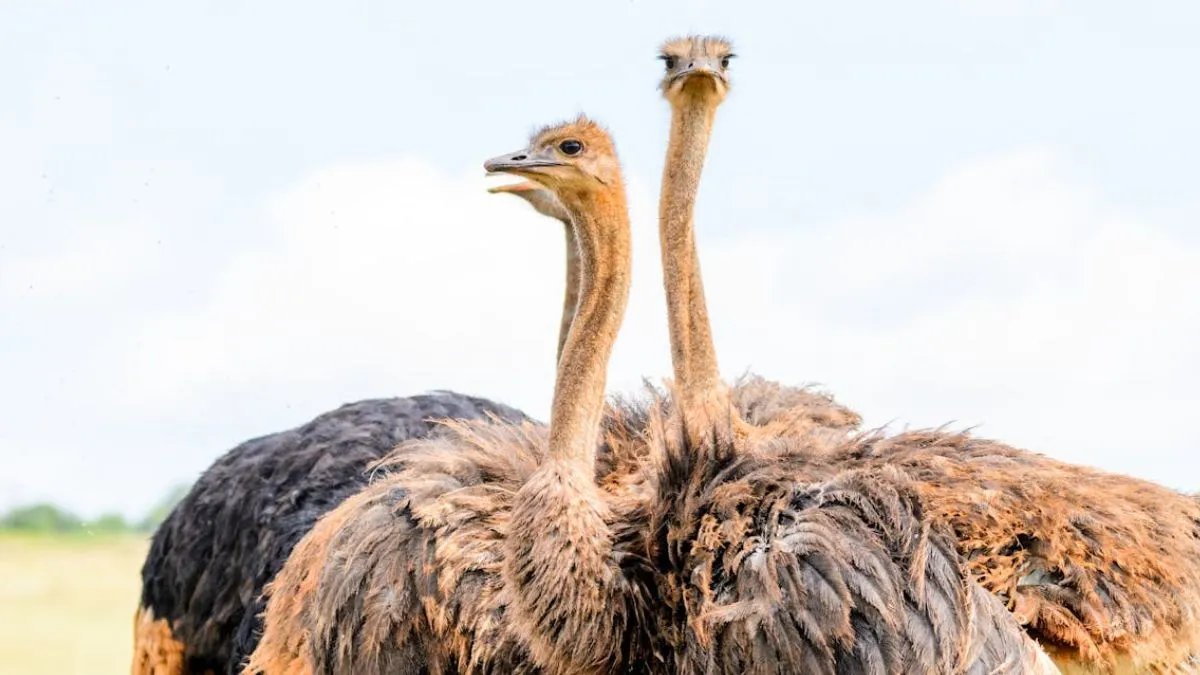 ostrich digestion facts- India TV Hindi