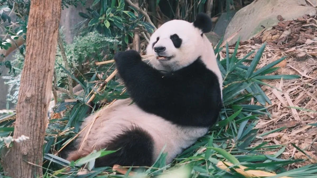 panda sleep habits- India TV Hindi