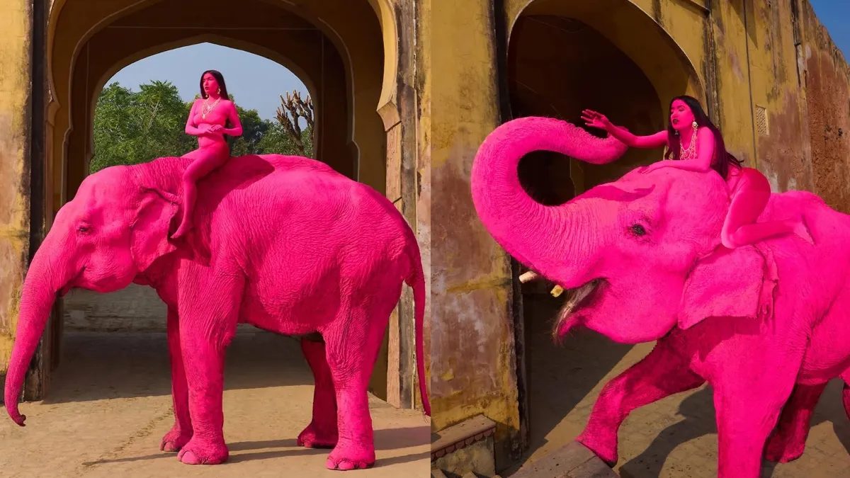 rajasthan jaipur elephant colour- India TV Hindi