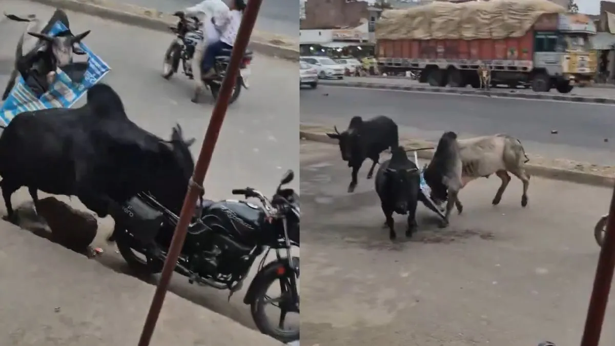Bulls Fight Video- India TV Hindi