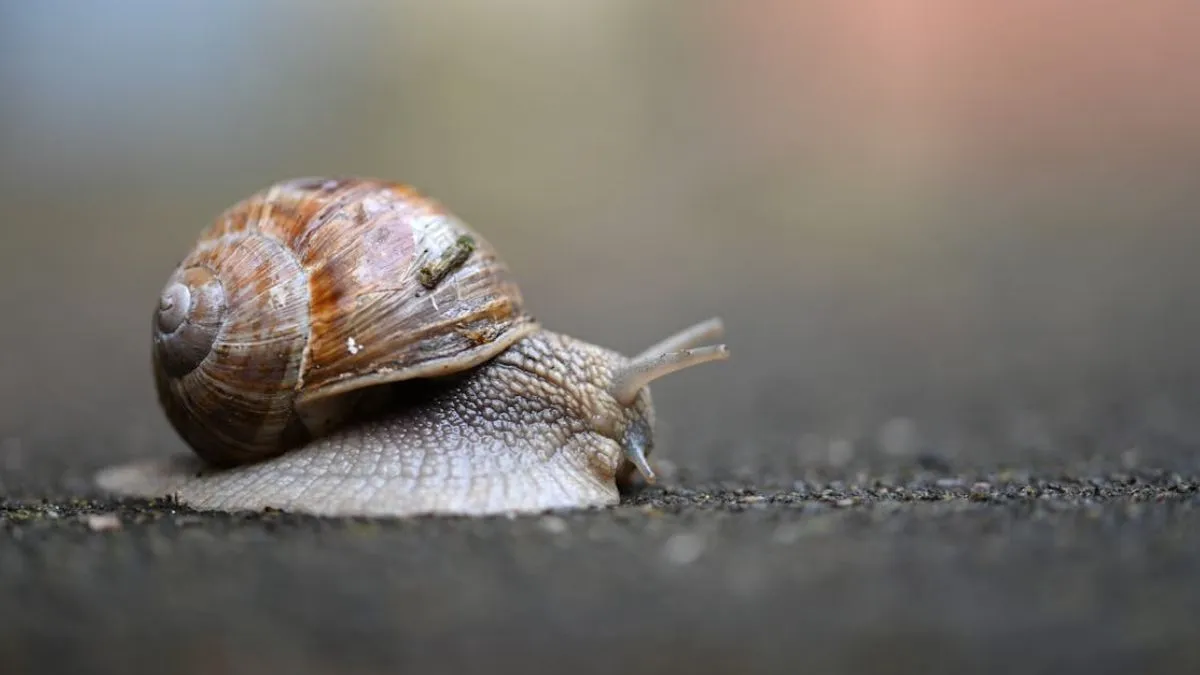 snail sleep- India TV Hindi