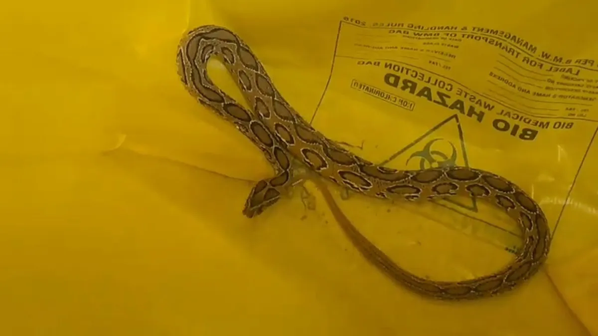 russell viper snake- India TV Hindi