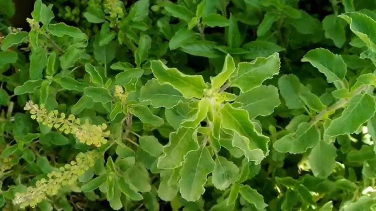 तुलसी का पौधा- India TV Hindi