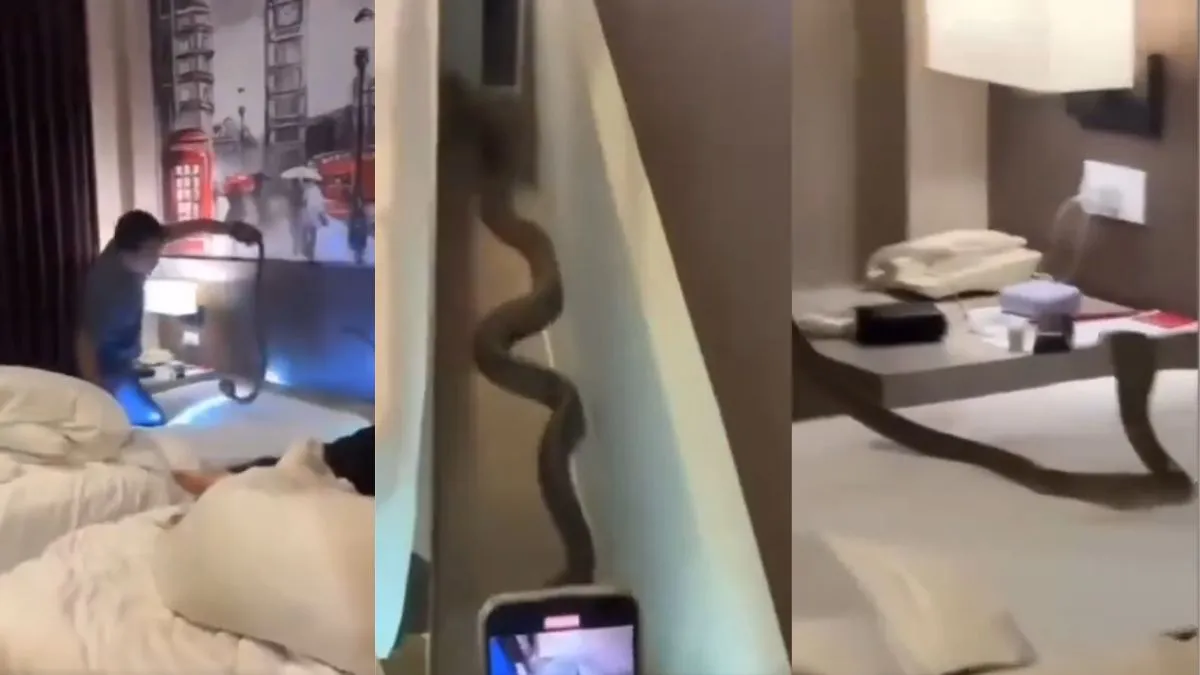 होटल के कमरे से निकला कोबरा सांप। - India TV Hindi