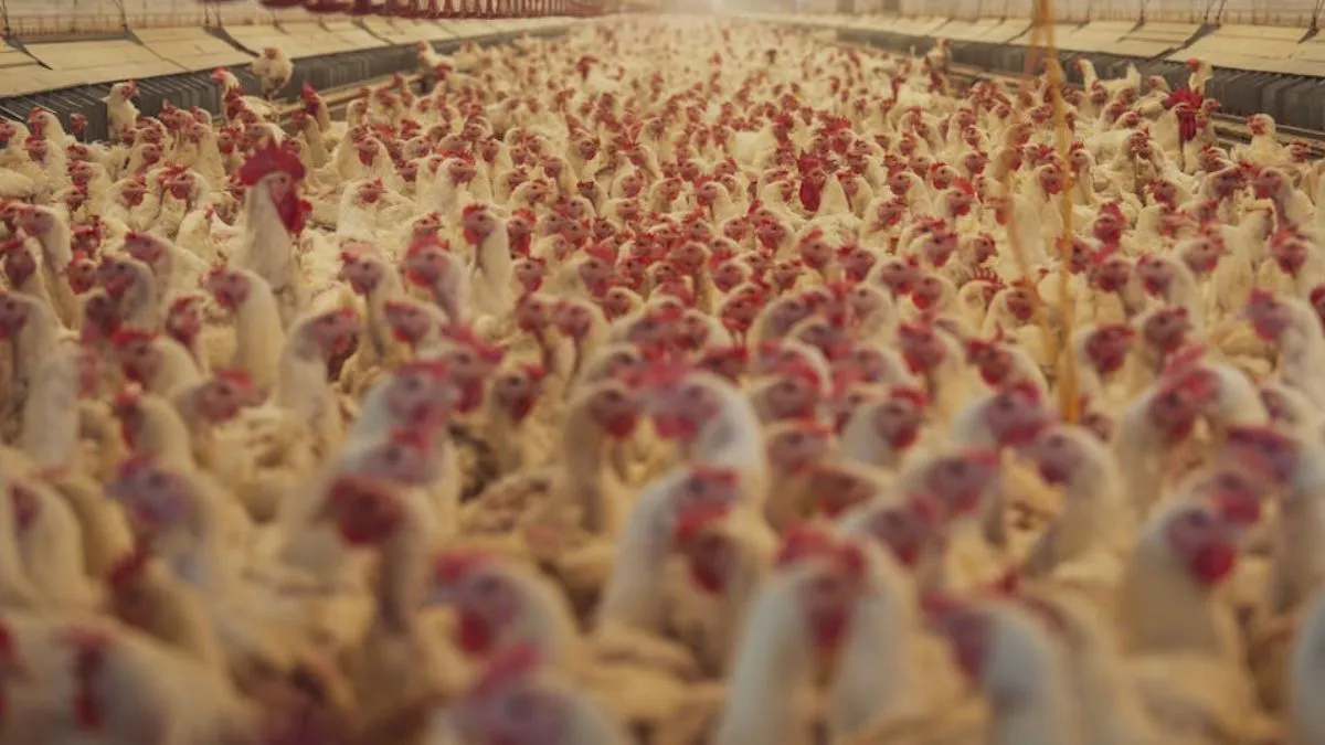 पोल्ट्री फार्म में आग लगने से 6 हजार मुर्गे-मुर्गियों की मौत। - India TV Hindi