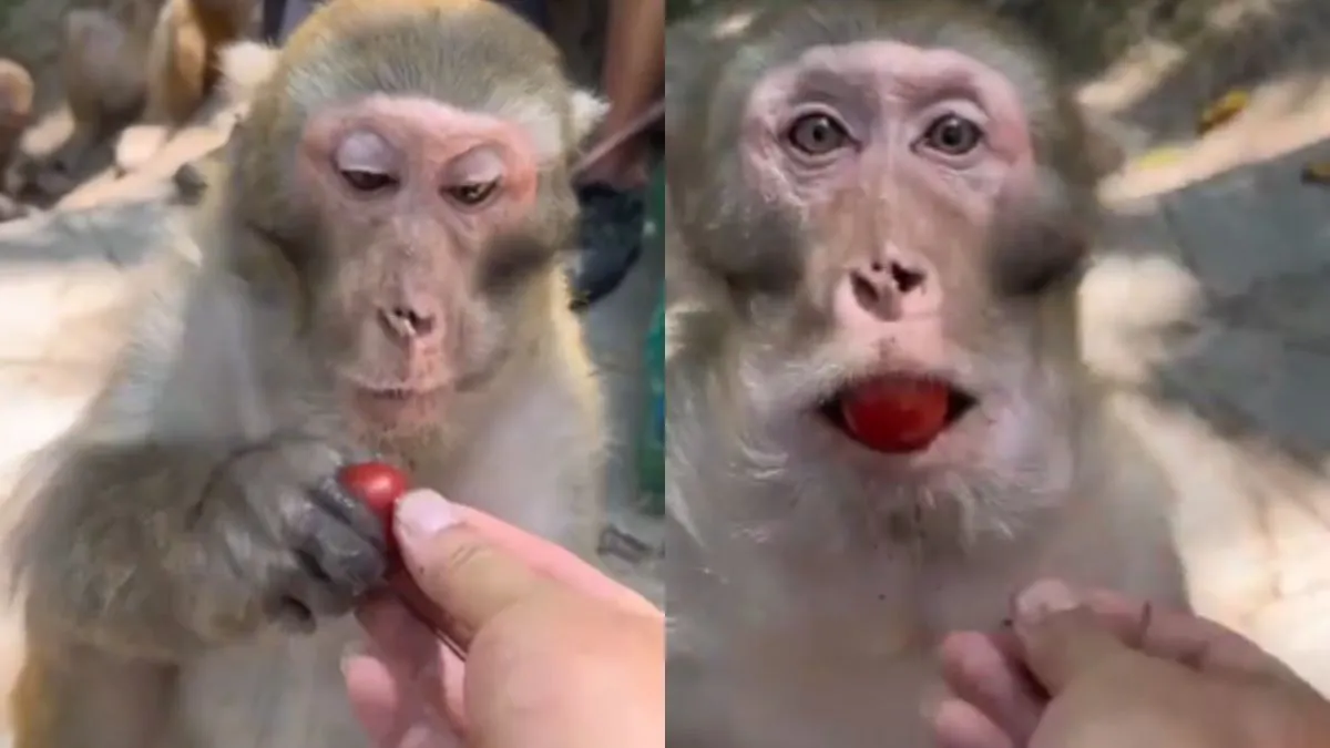 वायरल वीडियो का स्क्रीनशॉट- India TV Hindi