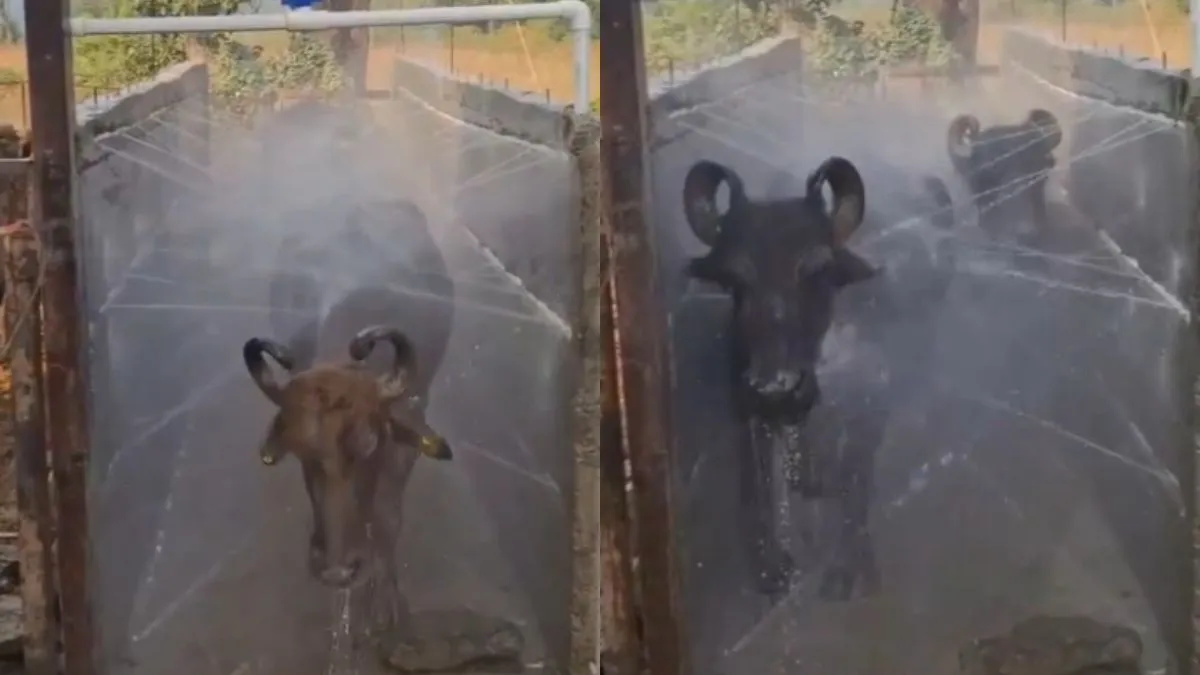 वायरल वीडियो का स्क्रीनशॉट- India TV Hindi