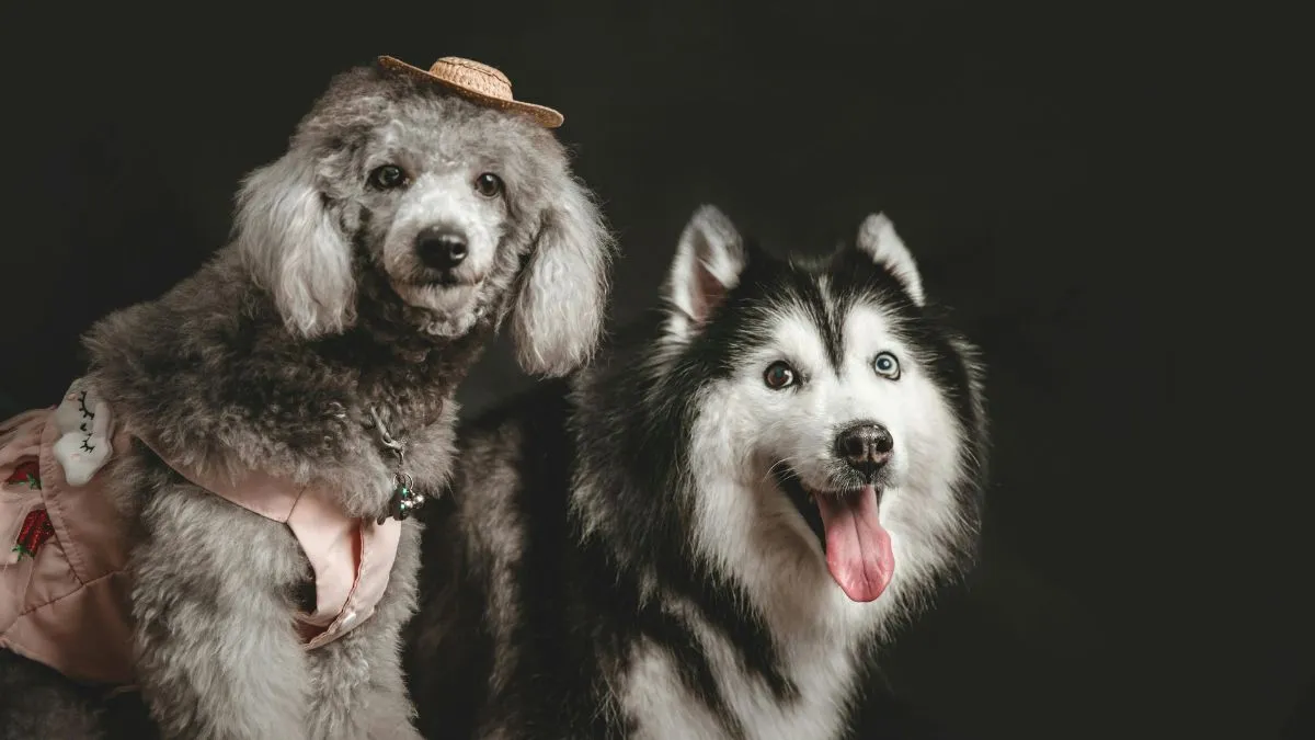 प्रतीकात्मक फोटो- India TV Hindi