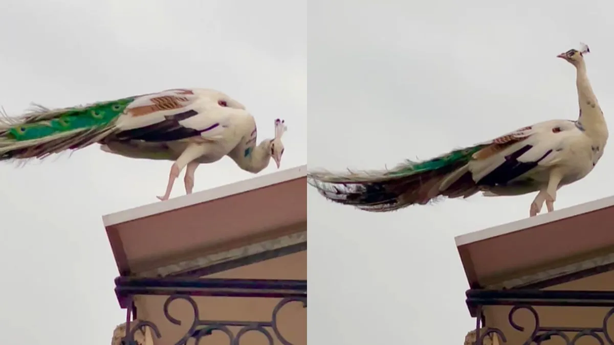 वायरल वीडियो का स्क्रीनशॉट- India TV Hindi