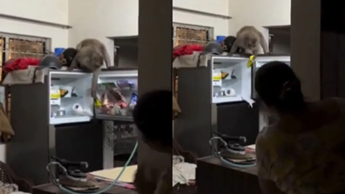 बंदर ने घर में की चोरी- India TV Hindi