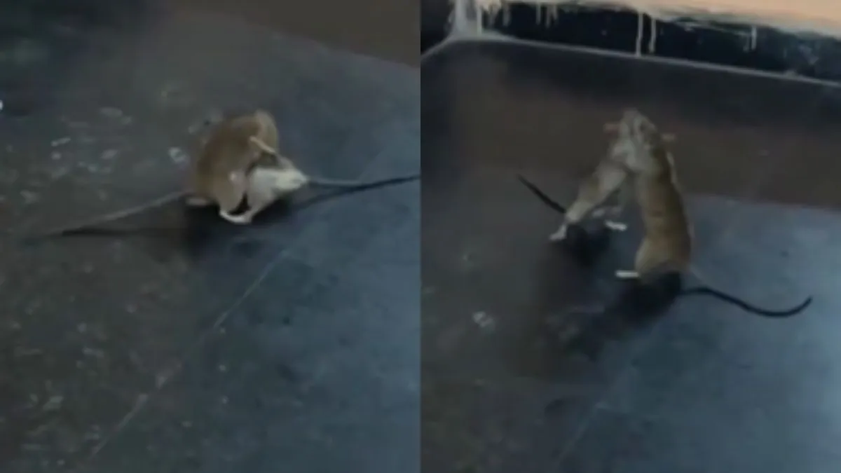 वायरल वीडियो का स्क्रीनशॉट- India TV Hindi