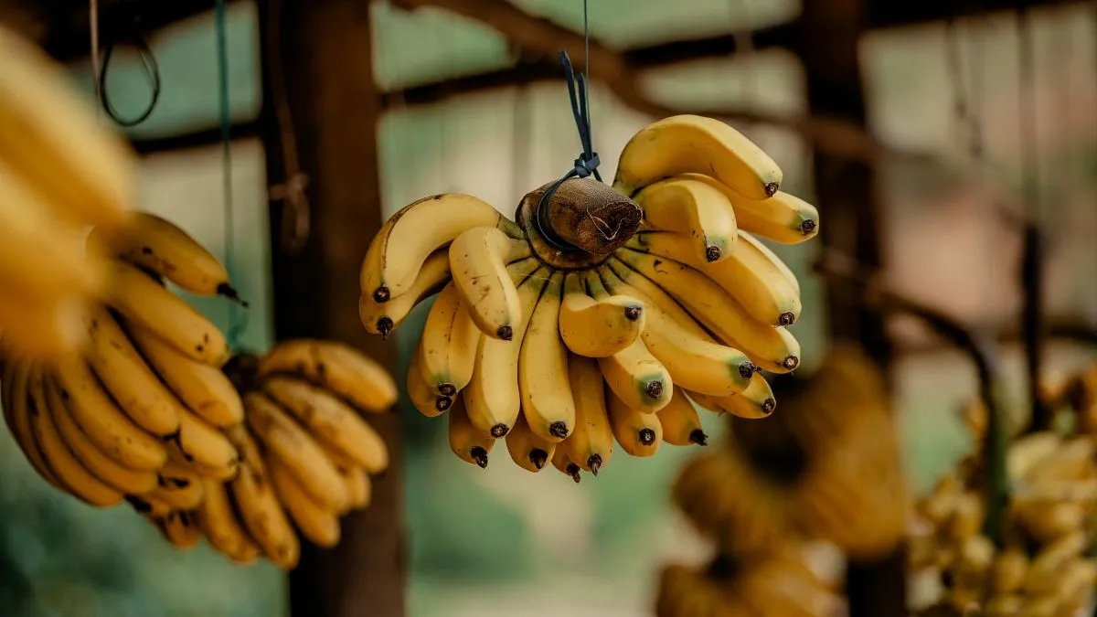 Why are bananas curved?- India TV Hindi