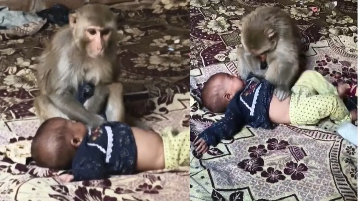 up muzaffarnagar monkey kidnaps child- India TV Hindi
