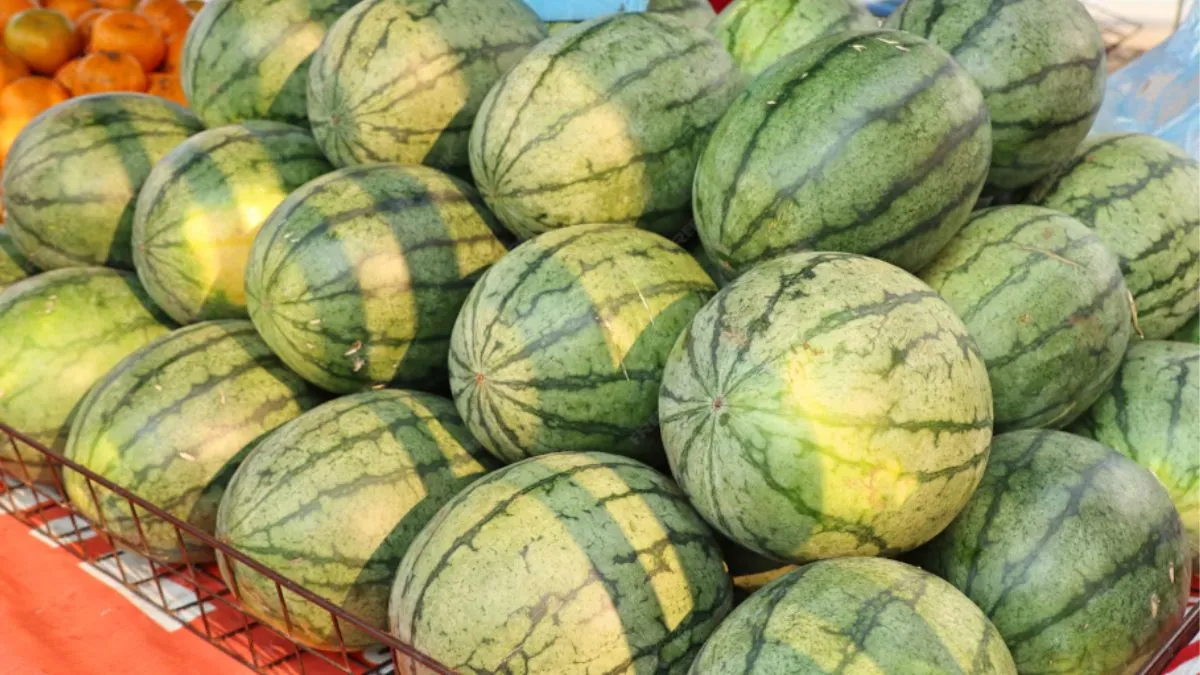 Why Watermelon have stripes, watermelon rind benefits, watermelon peel, watermelon rind uses, waterm- India TV Hindi