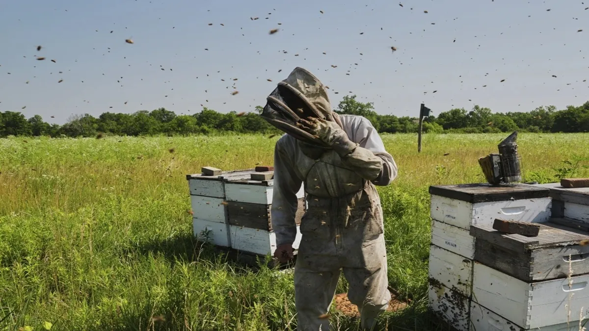 Man Works With Honeybee Hives- India TV Hindi