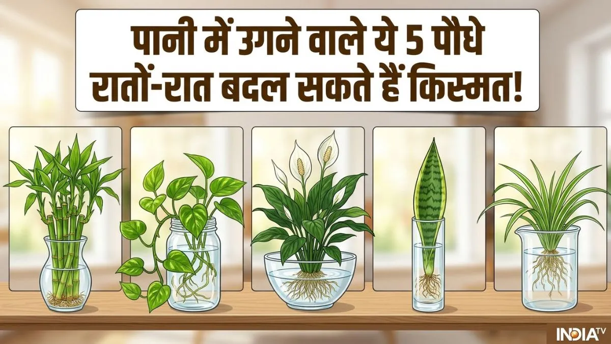 paudhe- India TV Hindi