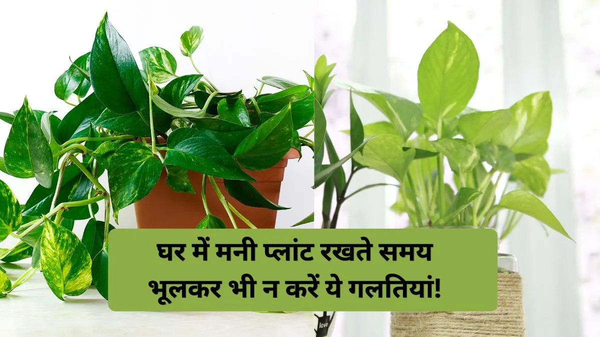 मनी प्लांट नियम- India TV Hindi