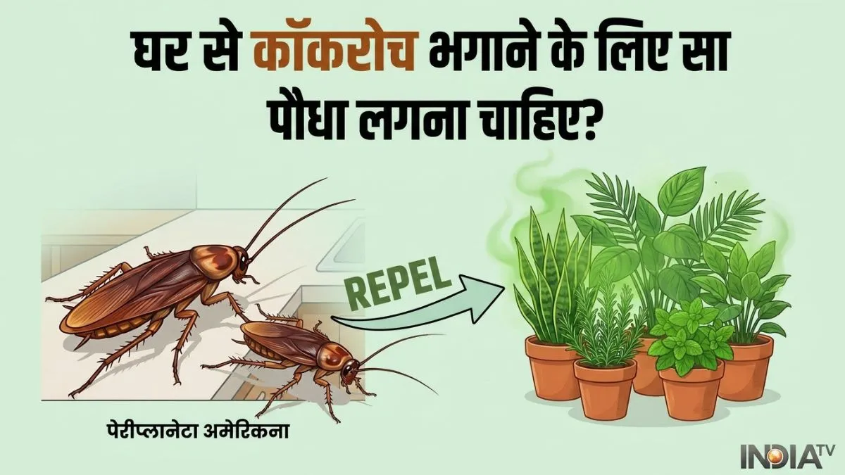 घर से कॉकरोच भगाने के लिए कौन सा पौधा लगाना चाहिए? - India TV Hindi