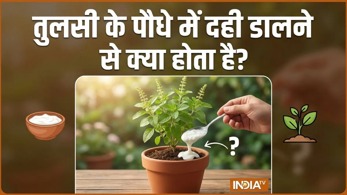 तुलसी के पौधे में दही डालने से क्या होता है? - India TV Hindi
