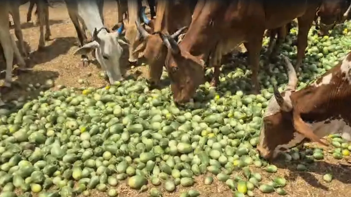 Cow eggplant- India TV Hindi