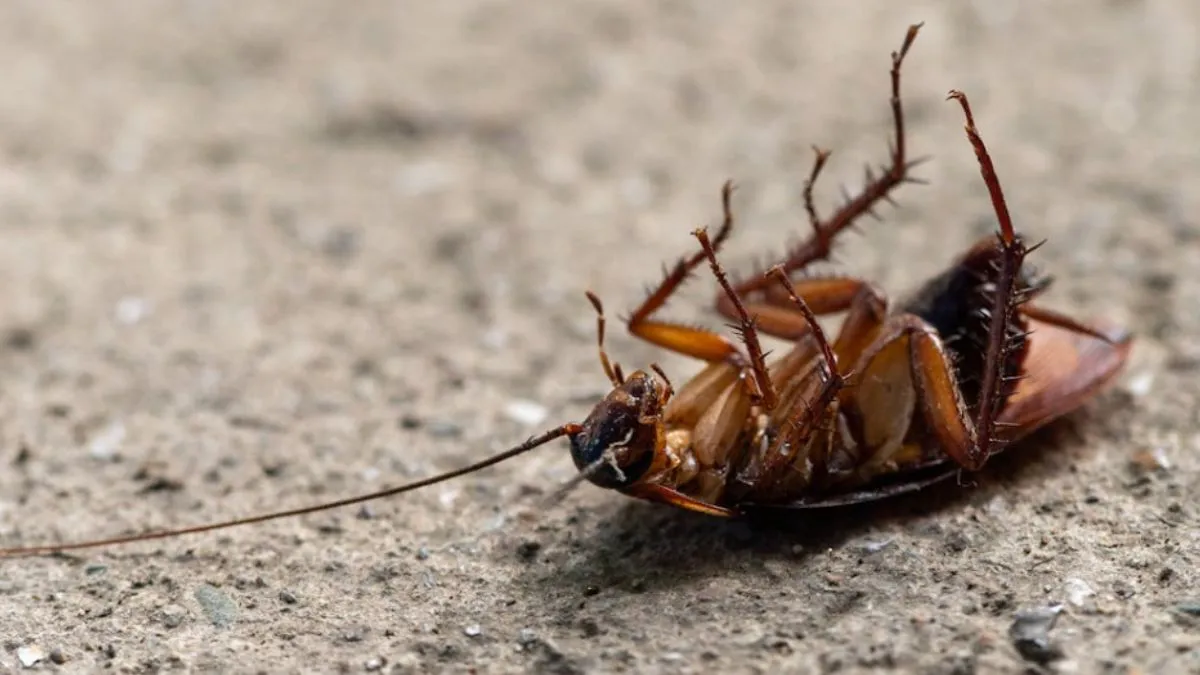 Cockroach Lifespan period,  Lifespan period of Cockroach, Cockroach Lifespan period facts, Cockroach- India TV Hindi