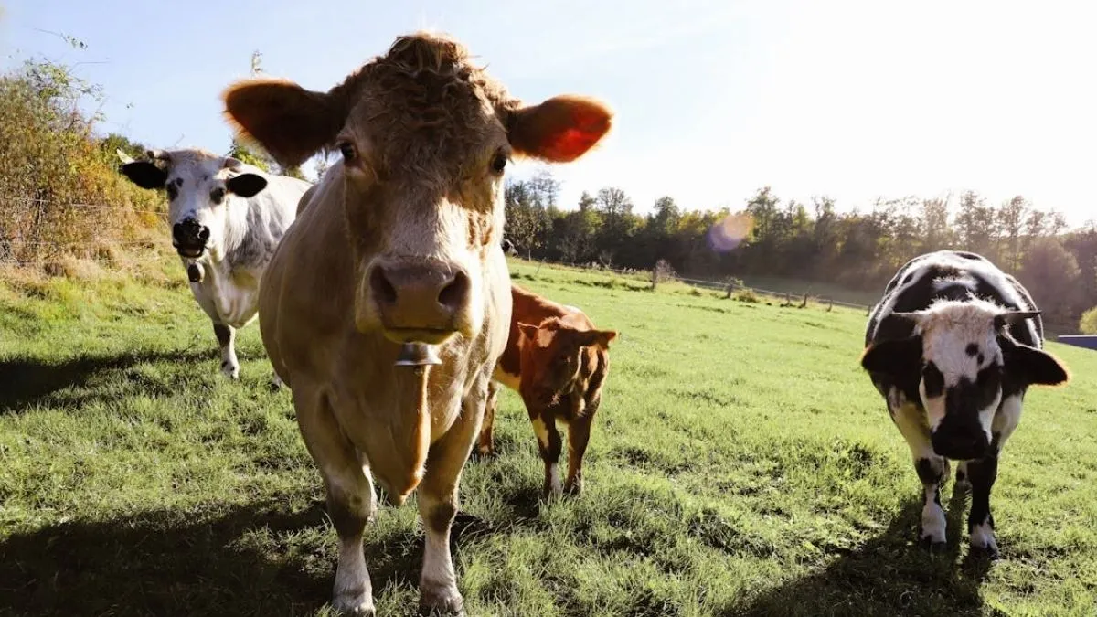 Cows best friends- India TV Hindi