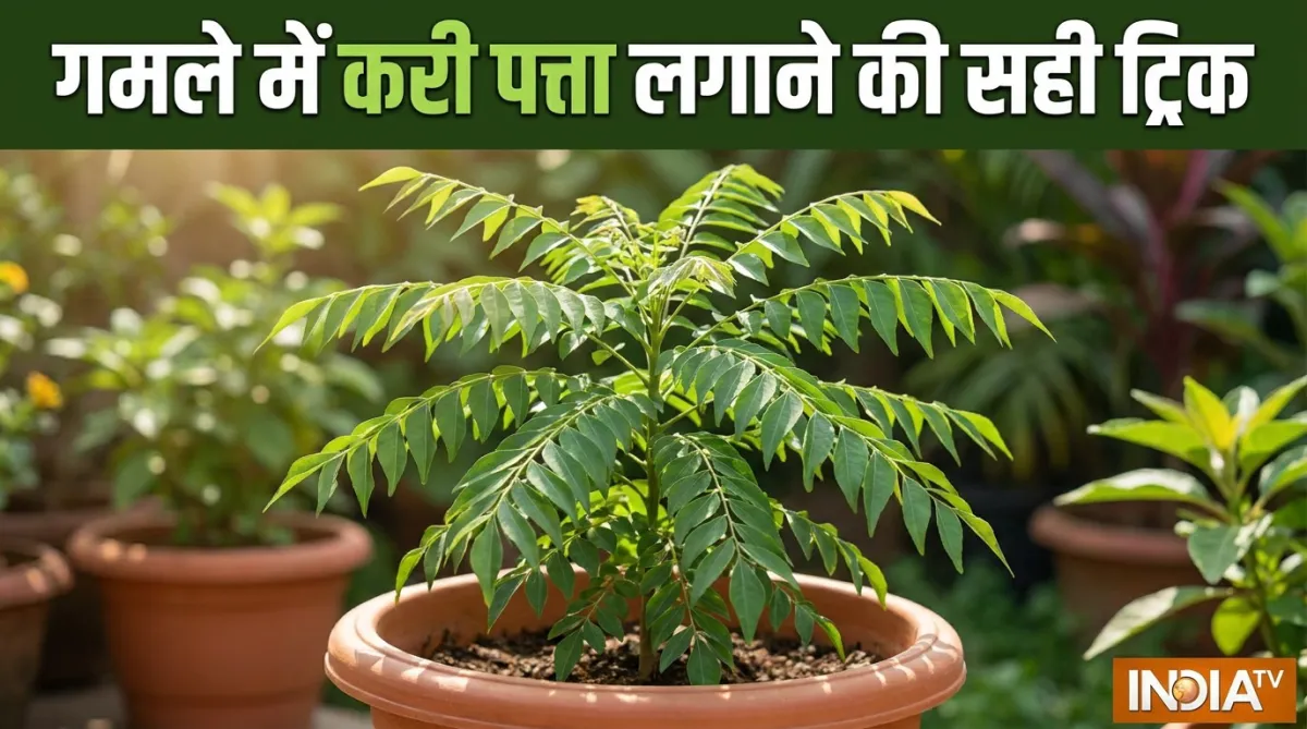 गमले में करी पत्ता लगाने का तरीका- India TV Hindi