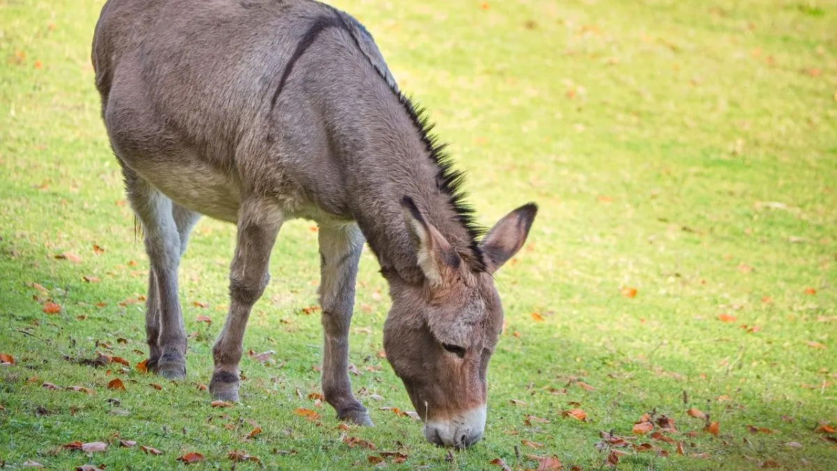 pakistan, china, donkey, donkey meat, donkey meat export, donkey skin, donkey skin export, shehbaz s- India TV Hindi