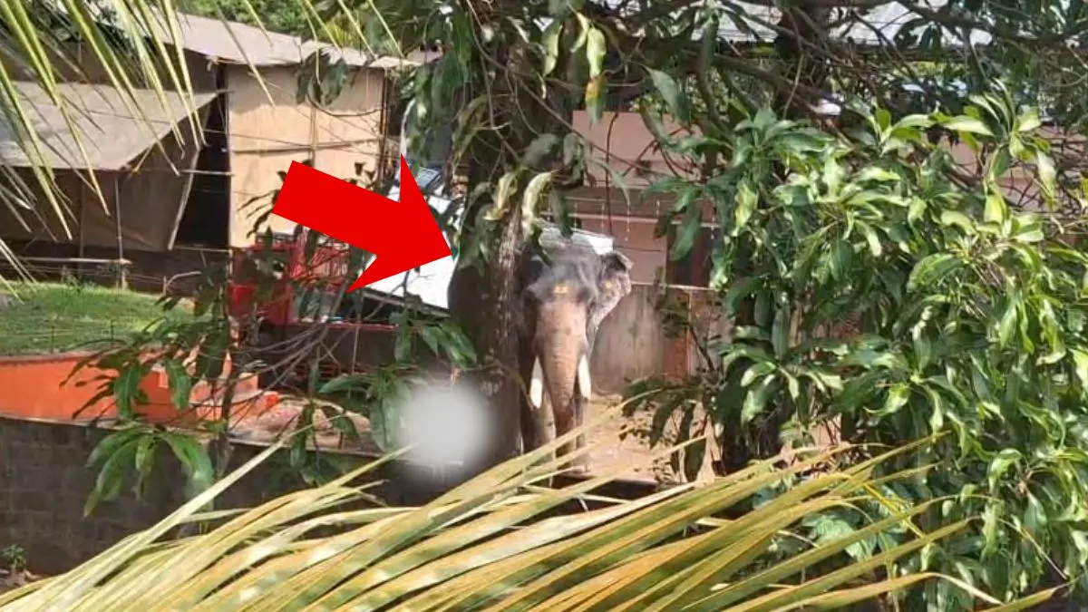 elephant killed man- India TV Hindi